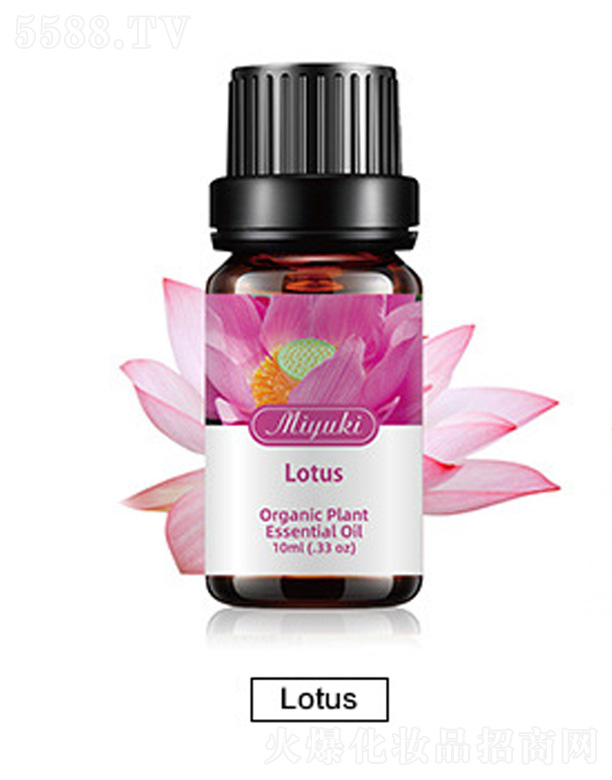 �o(h��)�w��޹��Ħ��-Lotusɏ��